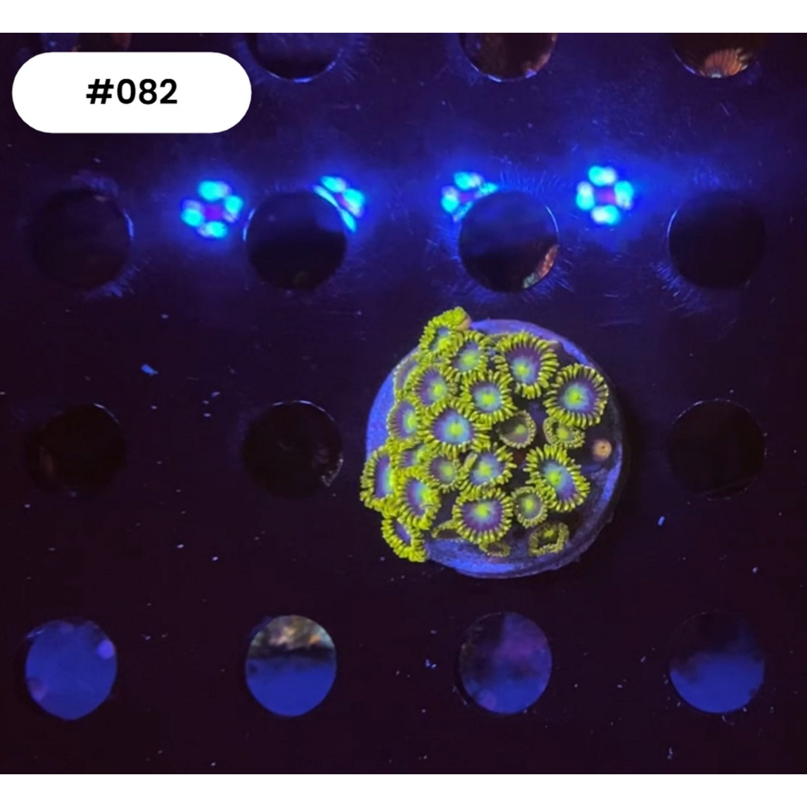 Indonesien 082 - Zoa Ableger - AA Blueberry Pie