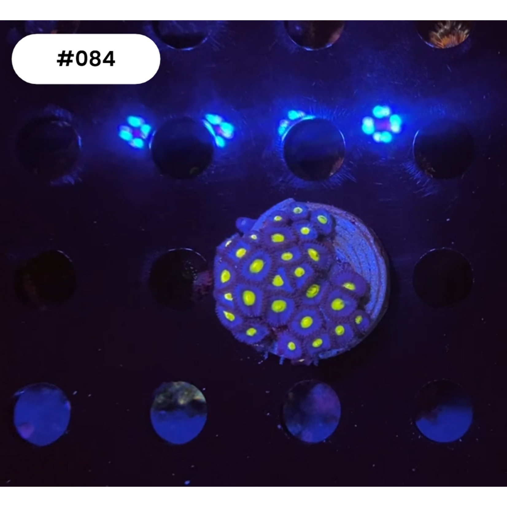 Indonesien 084 - Zoa Ableger - AA AOI