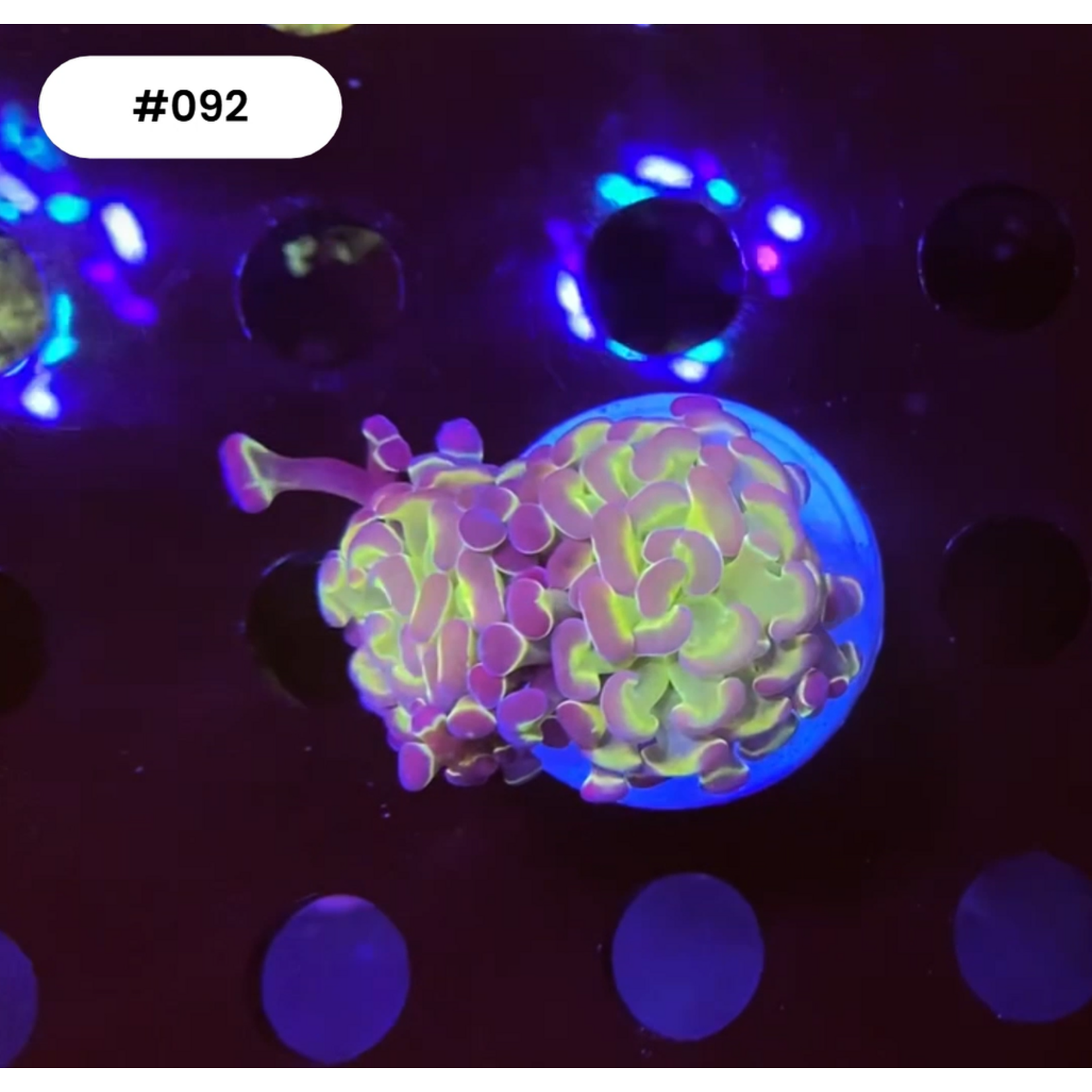 Indonesien 092 - Euphyllia Paraancora - AA Hologramm