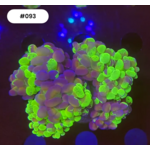 Indonesien A093 - Euphyllia Baliensis Speckled Green / Orange - 4 Heads