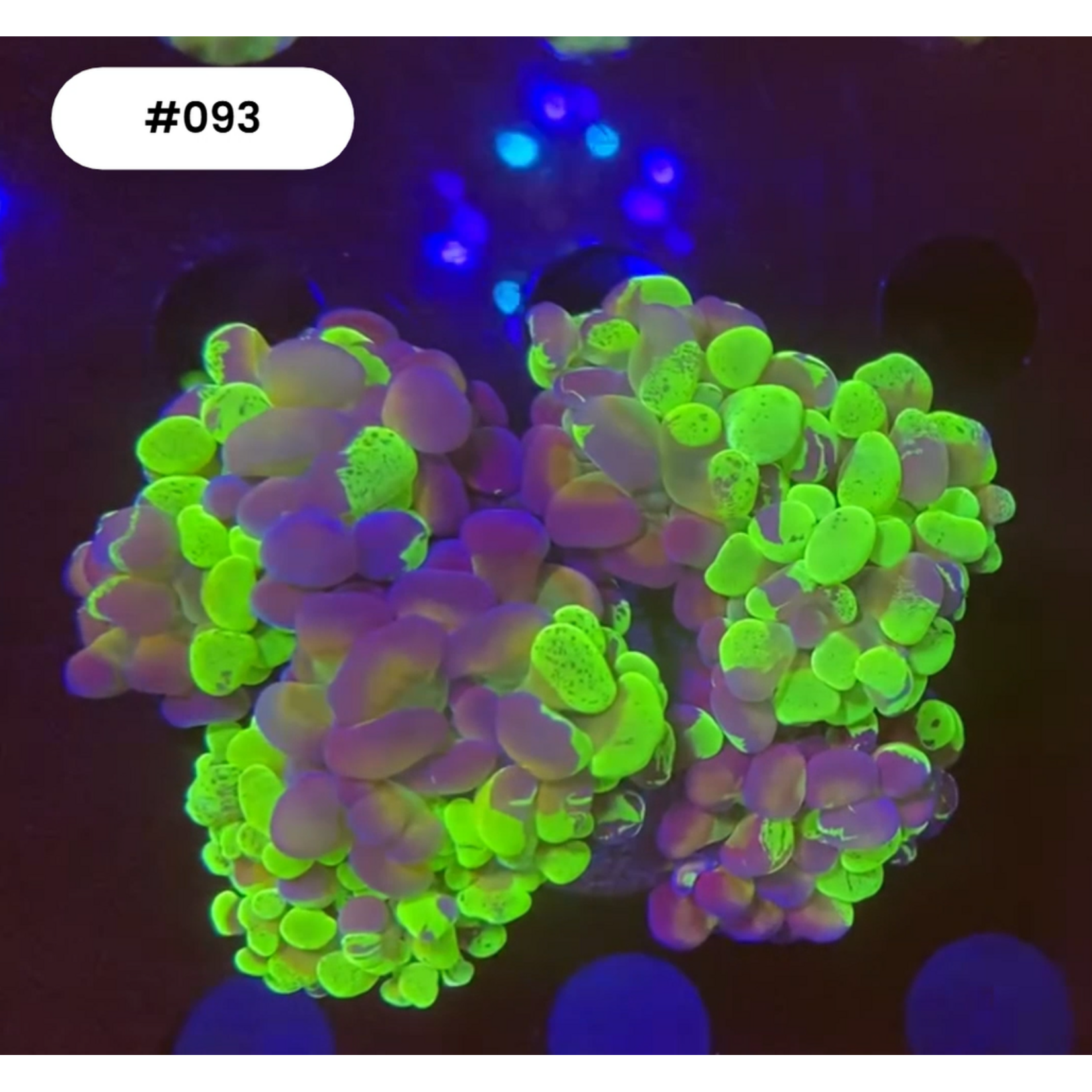 Indonesien A093 - Euphyllia Baliensis Speckled Green / Orange - 4 Heads