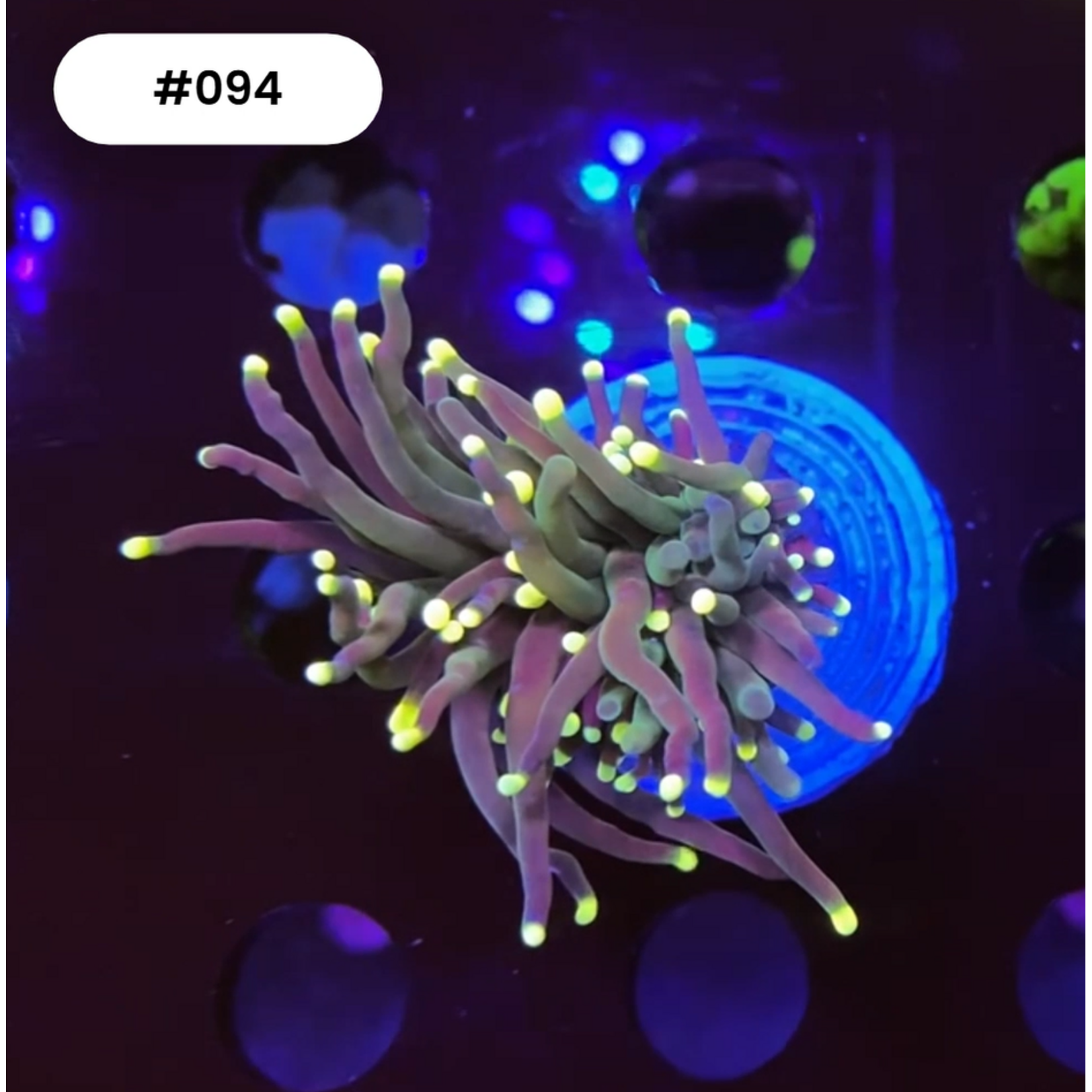 Indonesien 094 - Euphyllia Torch - Green / Yellow Tips