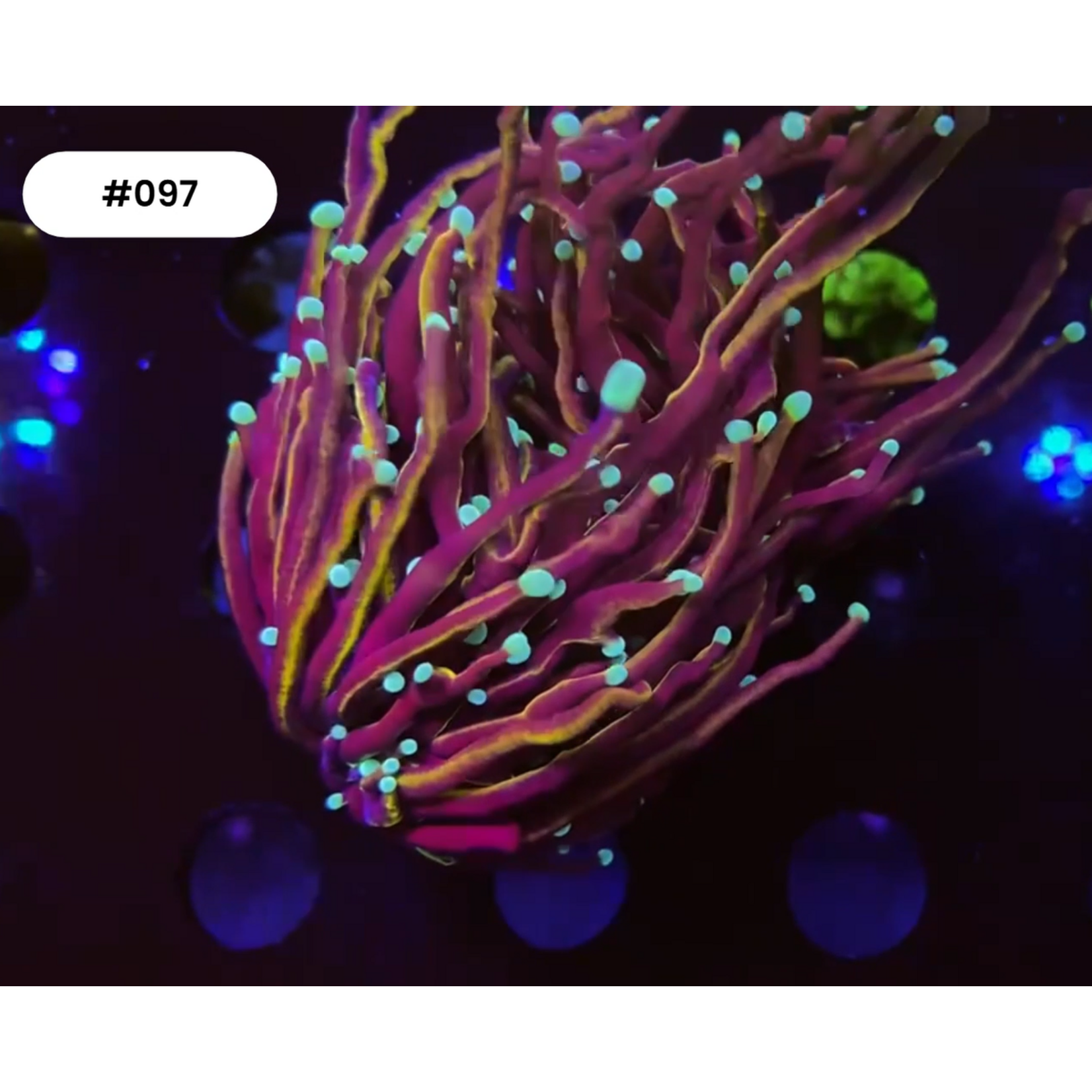 Indonesien 097 - Euphyllia Torch - AA Hellfire