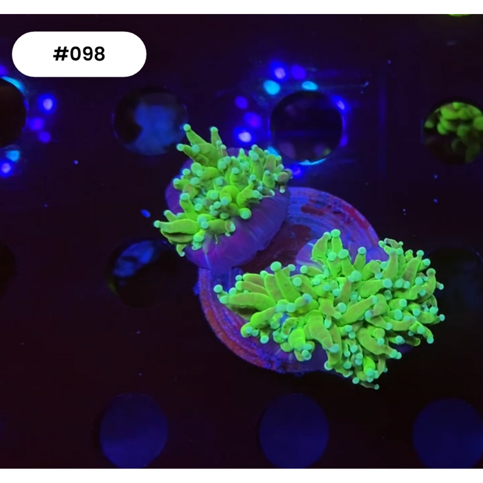 Indonesien A098 - Euphyllia Torch - Green - 2 Heads