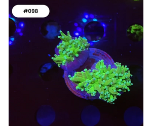 Indonesien A098 - Euphyllia Torch - Green - 2 Heads