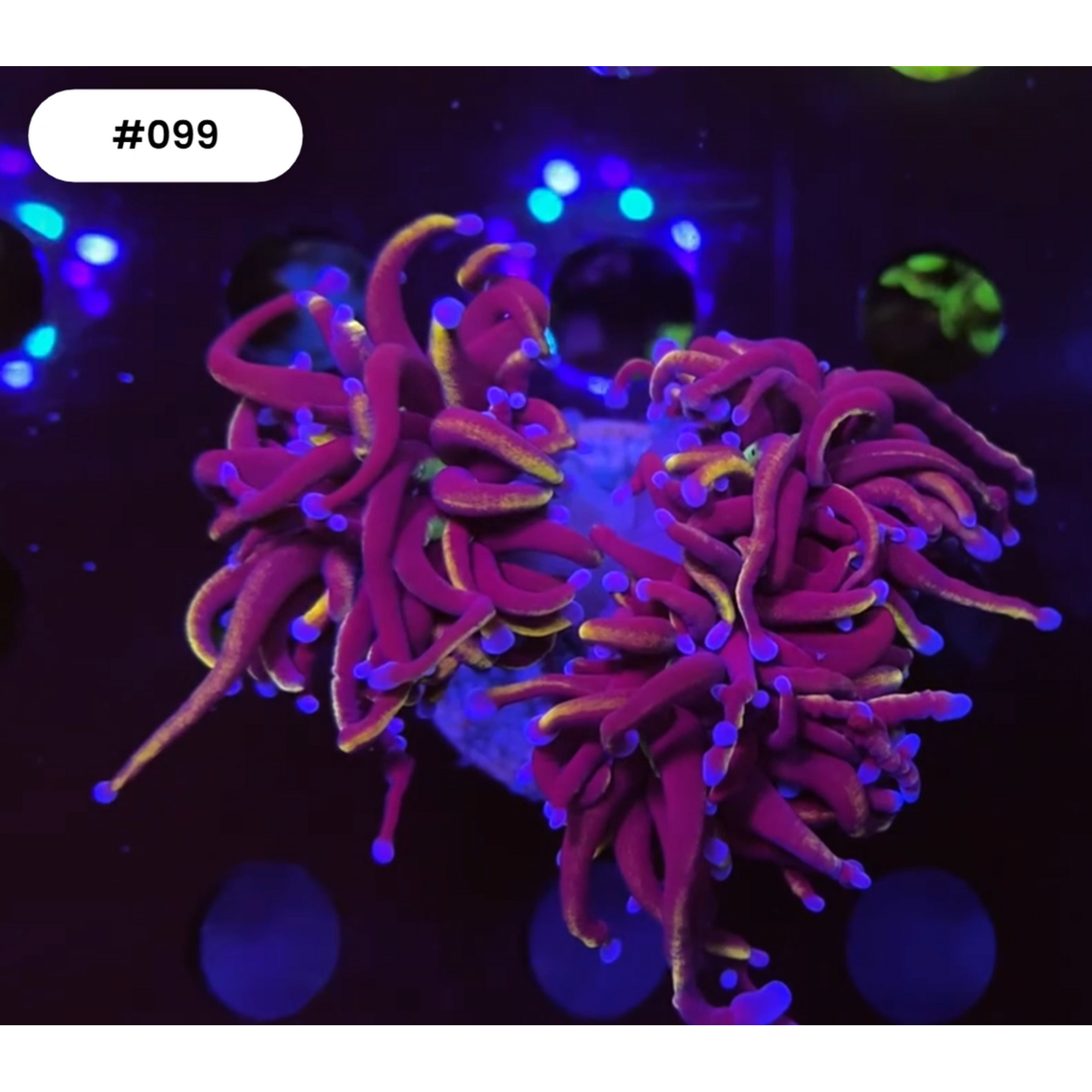 Indonesien 099 - Euphyllia Torch - AA NY Knicks