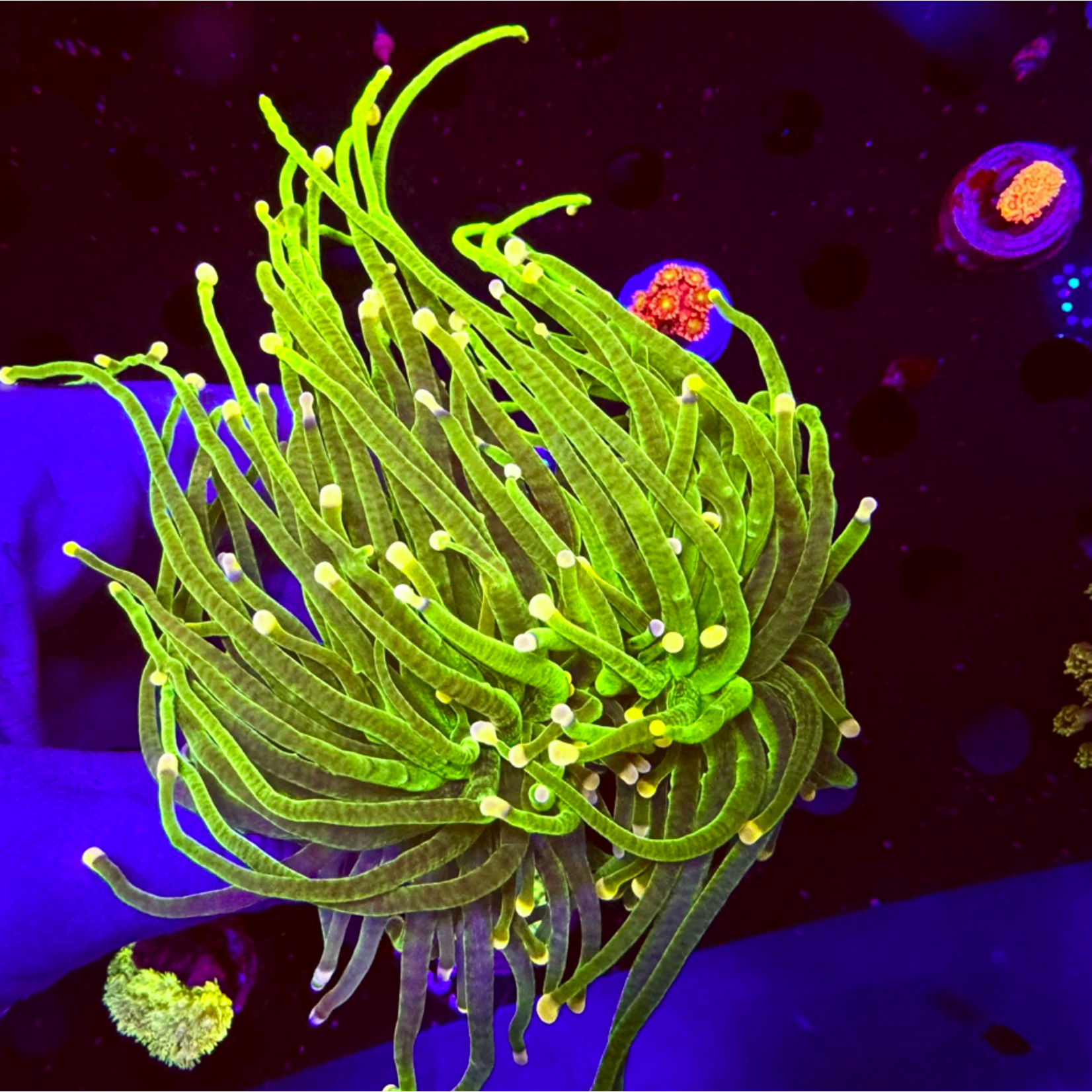 Indonesien 100 - Euphyllia Torch - AA Atlan