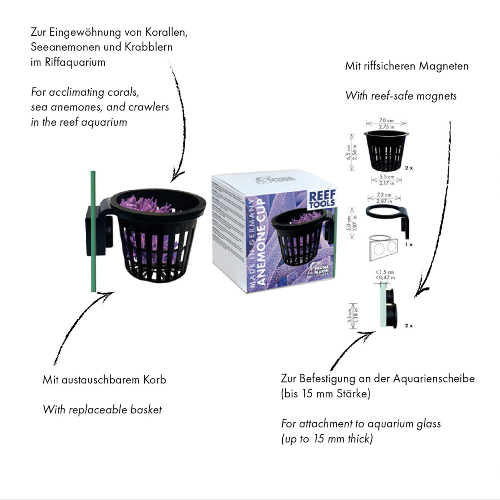 Fauna Marin Anemone Cup