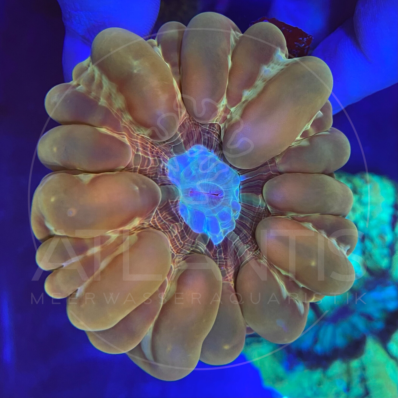 Indonesien Cynarina - AA Golden Star M/L