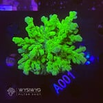 SciReef Acropora Austera - Twin - Grade 2 - A001 (WYSIWYG)