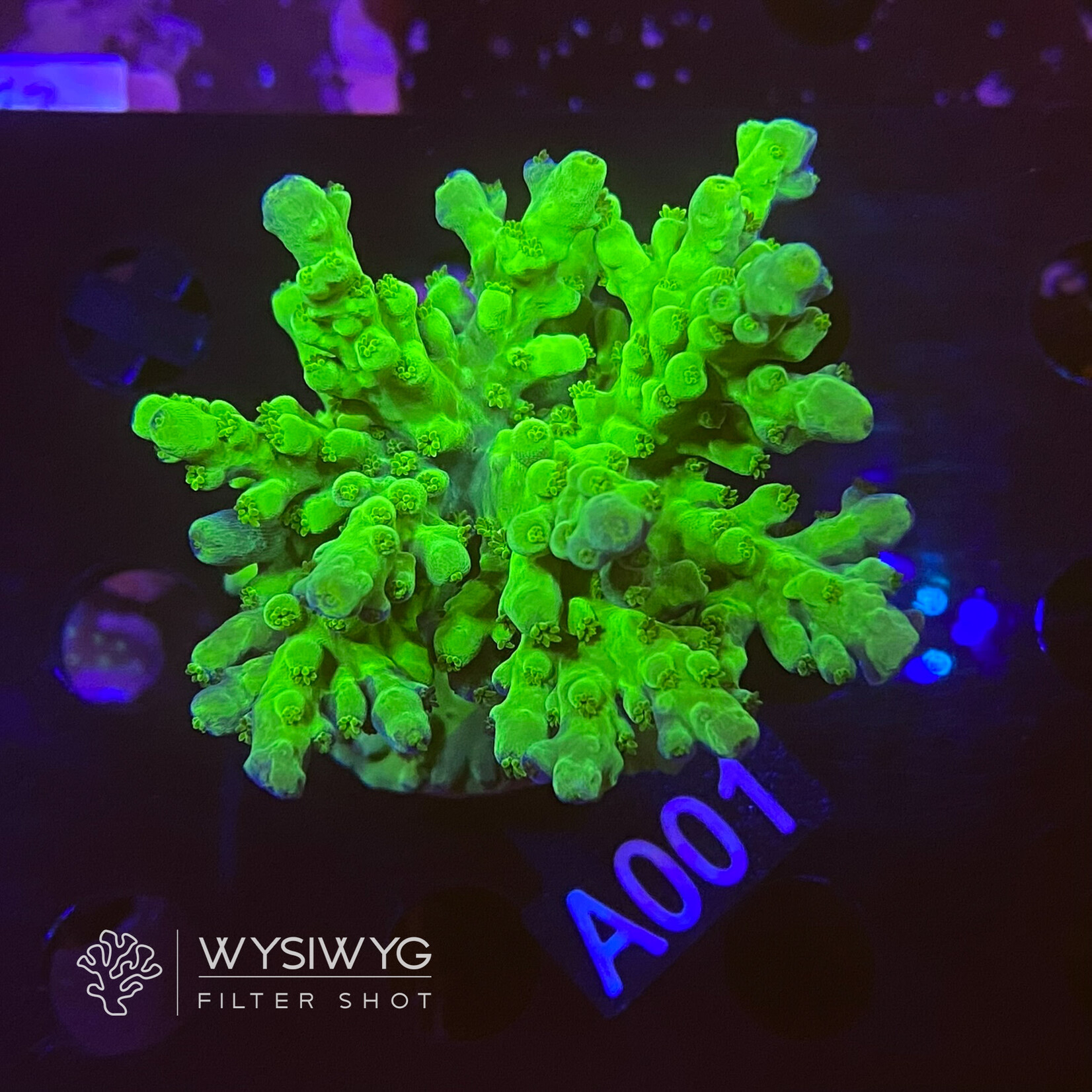SciReef Acropora Austera - Twin - Grade 2 - A001 (WYSIWYG)