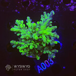 SciReef Acropora Austera - Twin - Grade 2 - A003 (WYSIWYG)