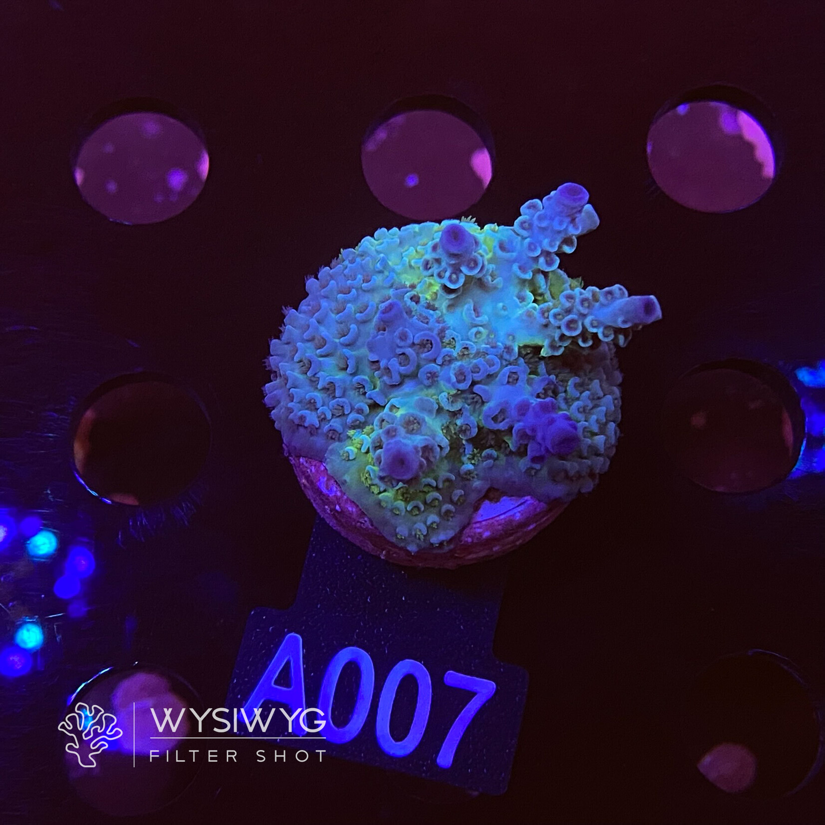 SciReef Acropora Kenti - CHimera Twin - Grade 1 - A007 (WYSIWYG)