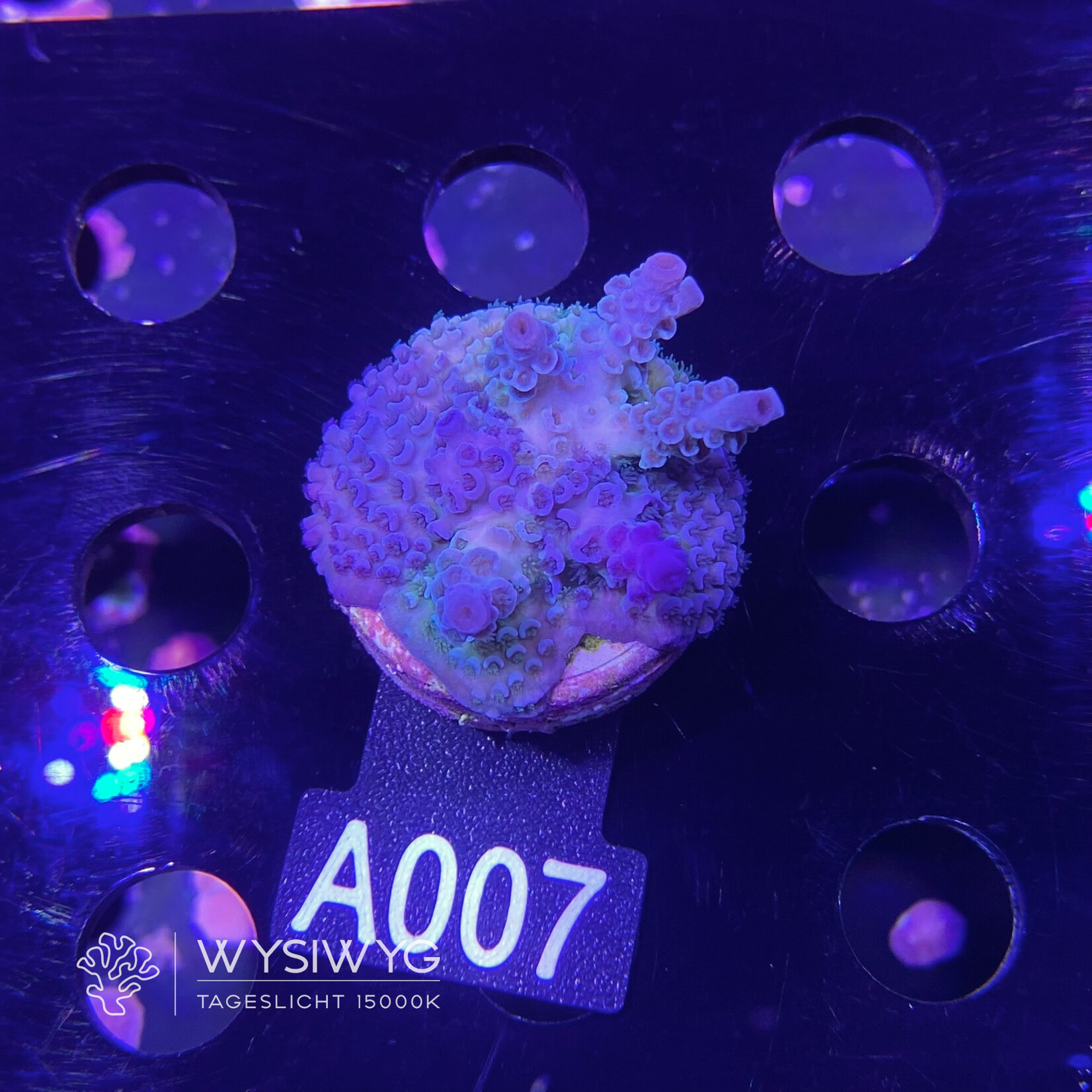 SciReef Acropora Kenti - CHimera Twin - Grade 1 - A007 (WYSIWYG)