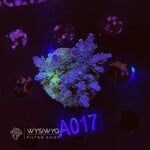 SciReef Acropora Kenti - CHimera Twin - Grade 1 - A017 (WYSIWYG)