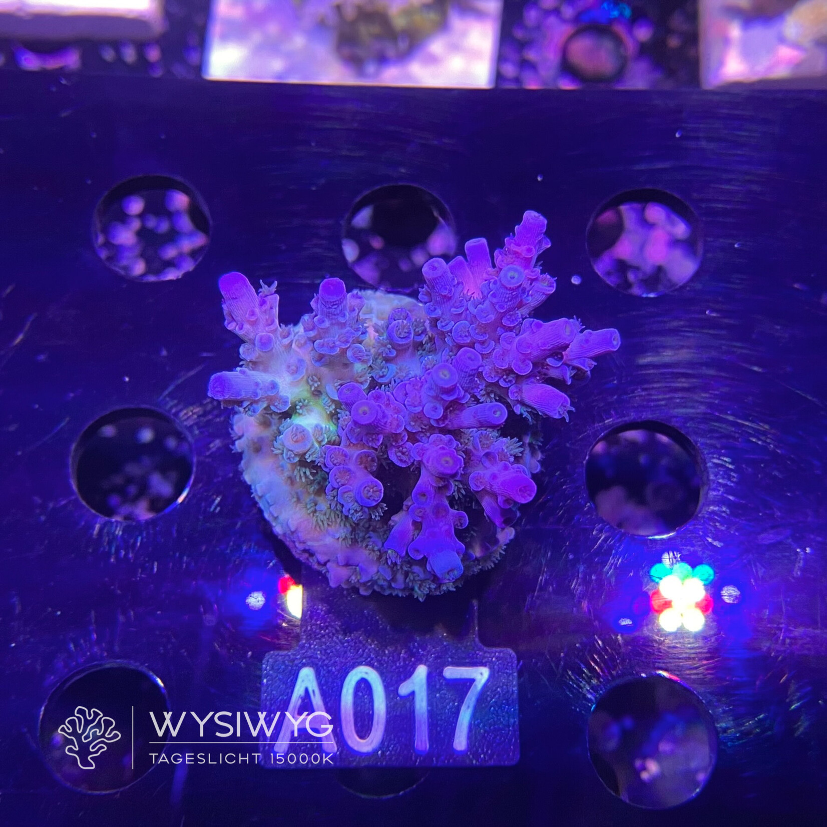 SciReef Acropora Kenti - CHimera Twin - Grade 1 - A017 (WYSIWYG)