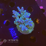SciReef Acropora Kenti - Twin - Grade 1 - A021 (WYSIWYG)