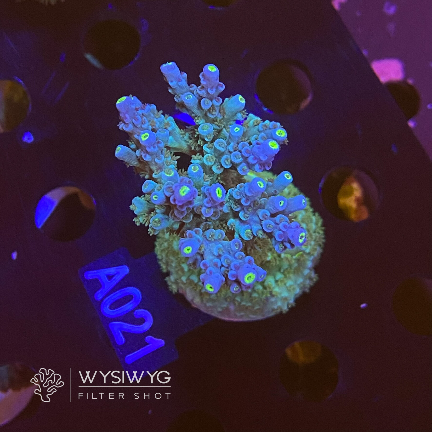 SciReef Acropora Kenti - Twin - Grade 1 - A021 (WYSIWYG)