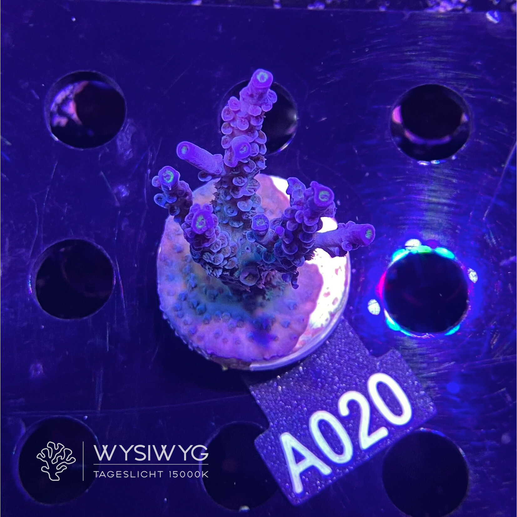 SciReef Acropora Kenti - Twin - Grade 1 - A020 (WYSIWYG)