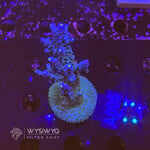 SciReef Acropora Kenti - Twin - Grade 1 - A006 (WYSIWYG)