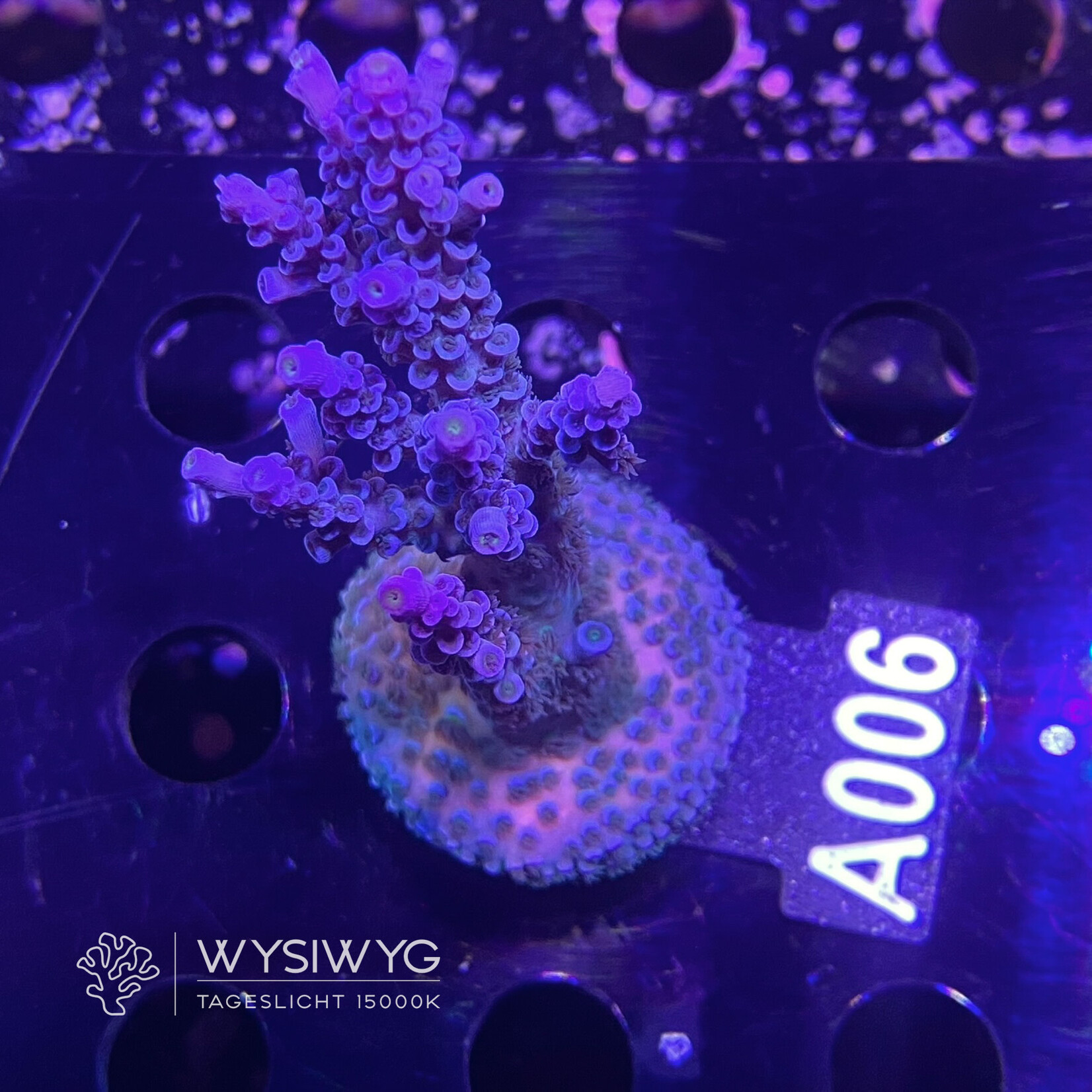 SciReef Acropora Kenti - Twin - Grade 1 - A006 (WYSIWYG)