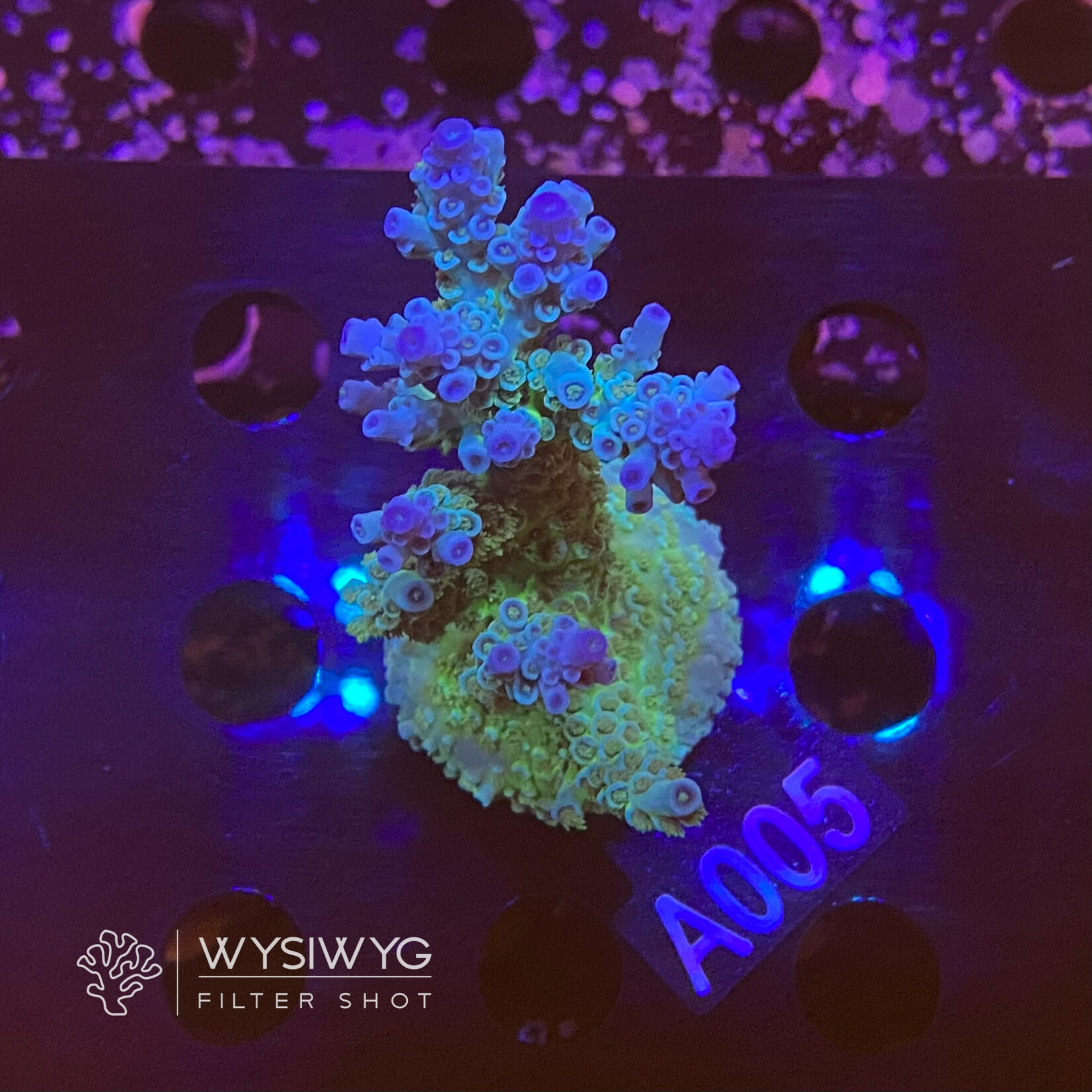 SciReef Acropora Kenti - Twin - Grade 1 - A005 (WYSIWYG)