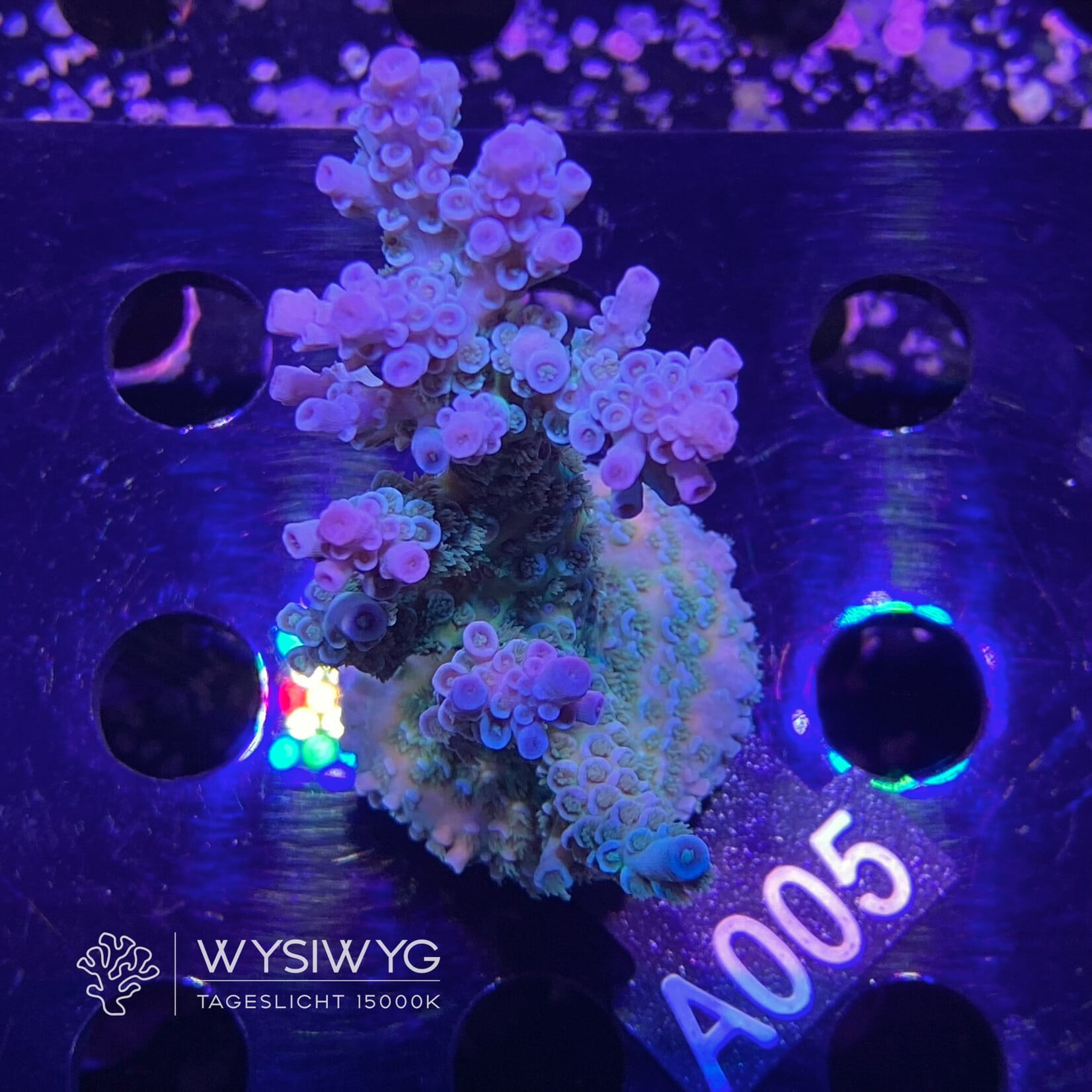 SciReef Acropora Kenti - Twin - Grade 1 - A005 (WYSIWYG)