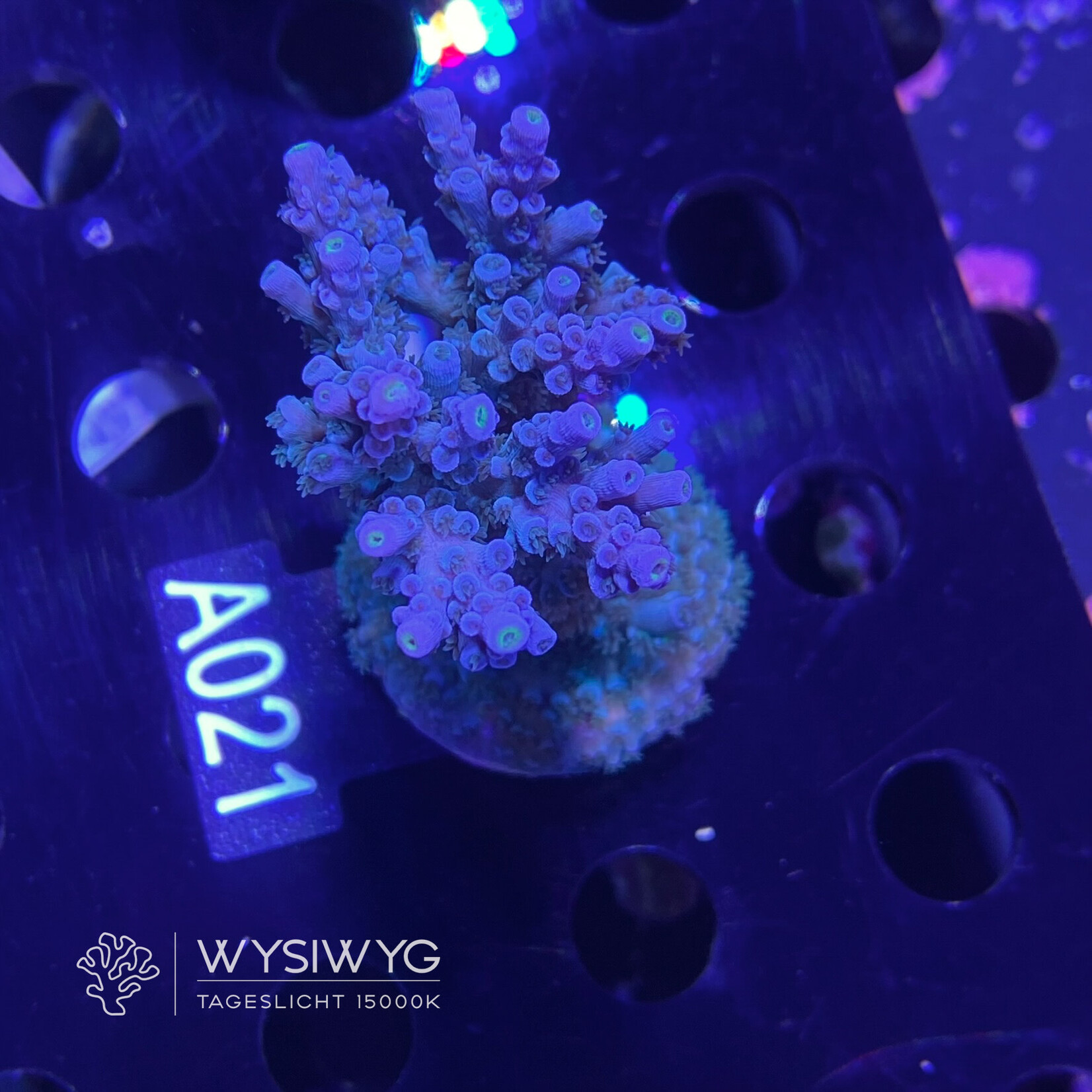 SciReef Acropora Kenti - Twin - Grade 1 - A021 (WYSIWYG)