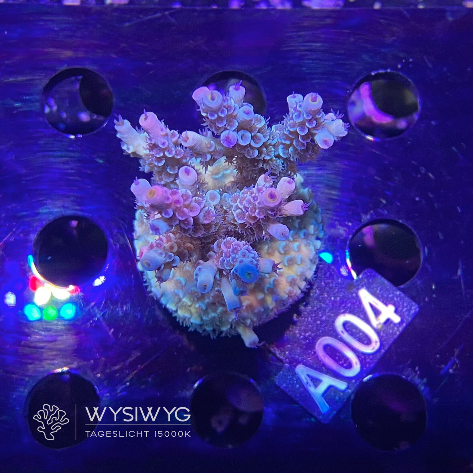 SciReef Acropora Kenti - Twin - Grade 2 - A004 (WYSIWYG)