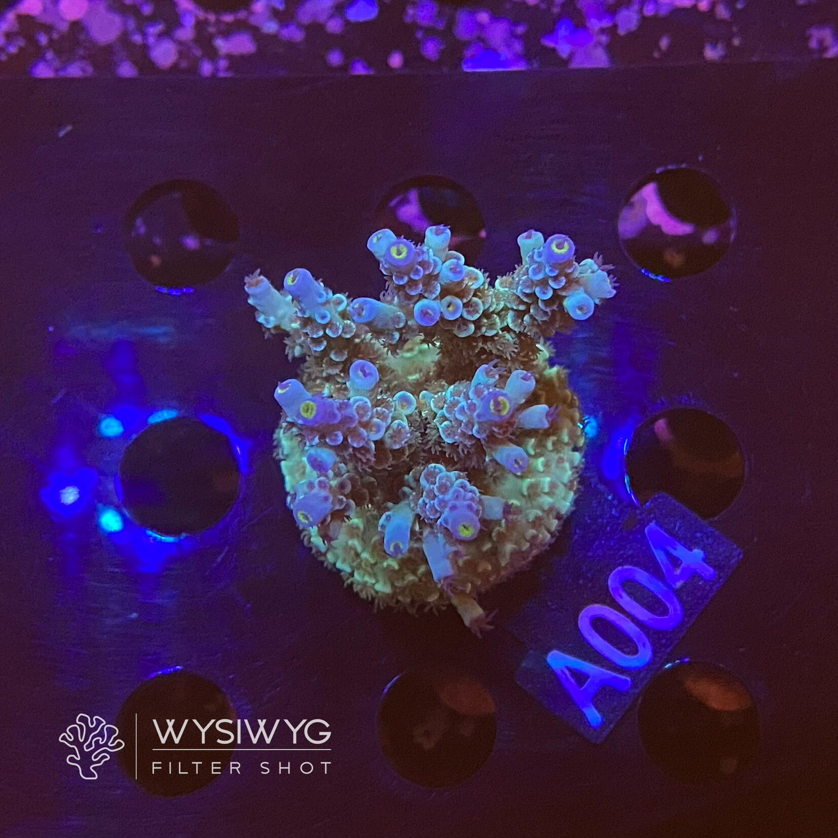 SciReef Acropora Kenti - Twin - Grade 2 - A004 (WYSIWYG)