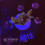 SciReef Acropora Millepora - Twin - Grade 2 - A013 (WYSIWYG)