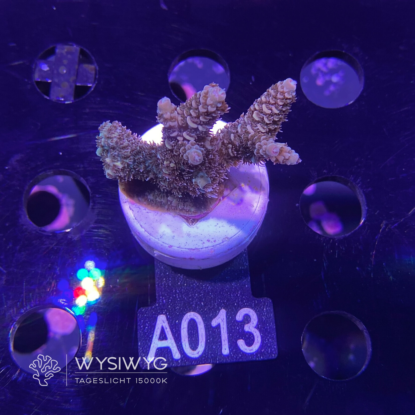 SciReef Acropora Millepora - Twin - Grade 2 - A013 (WYSIWYG)