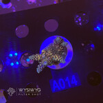 SciReef Acropora Millepora - Twin - Grade 2 - A014 (WYSIWYG)