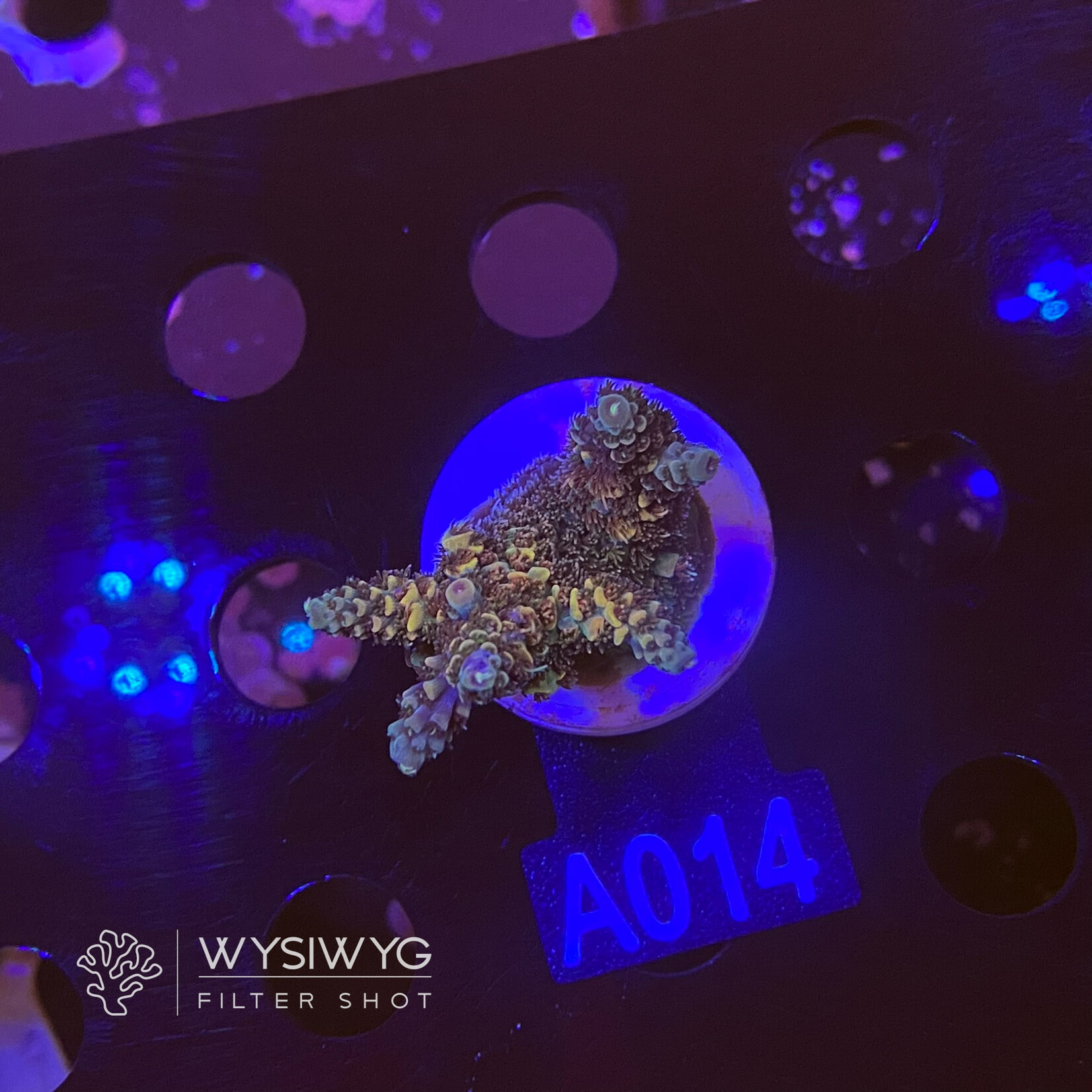 SciReef Acropora Millepora - Twin - Grade 2 - A014 (WYSIWYG)