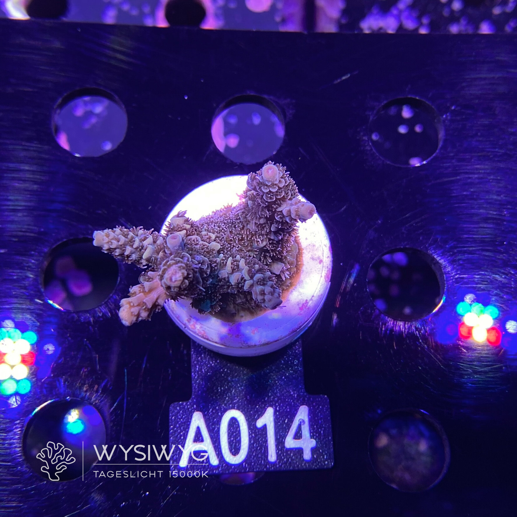 SciReef Acropora Millepora - Twin - Grade 2 - A014 (WYSIWYG)