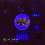 SciReef Acropora Millepora - Twin - Grade 2 - A015 (WYSIWYG)