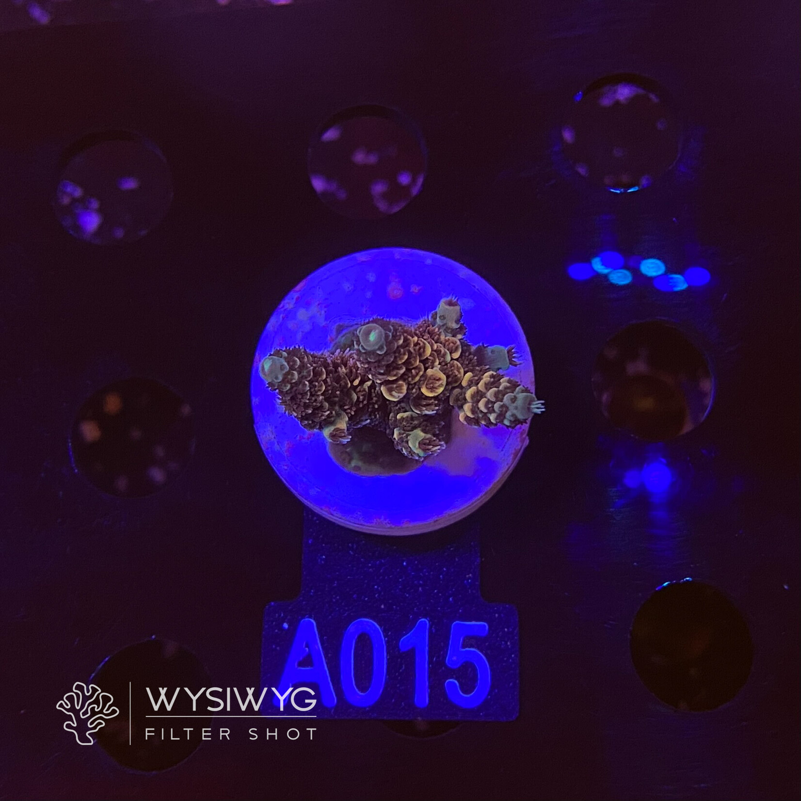 SciReef Acropora Millepora - Twin - Grade 2 - A015 (WYSIWYG)
