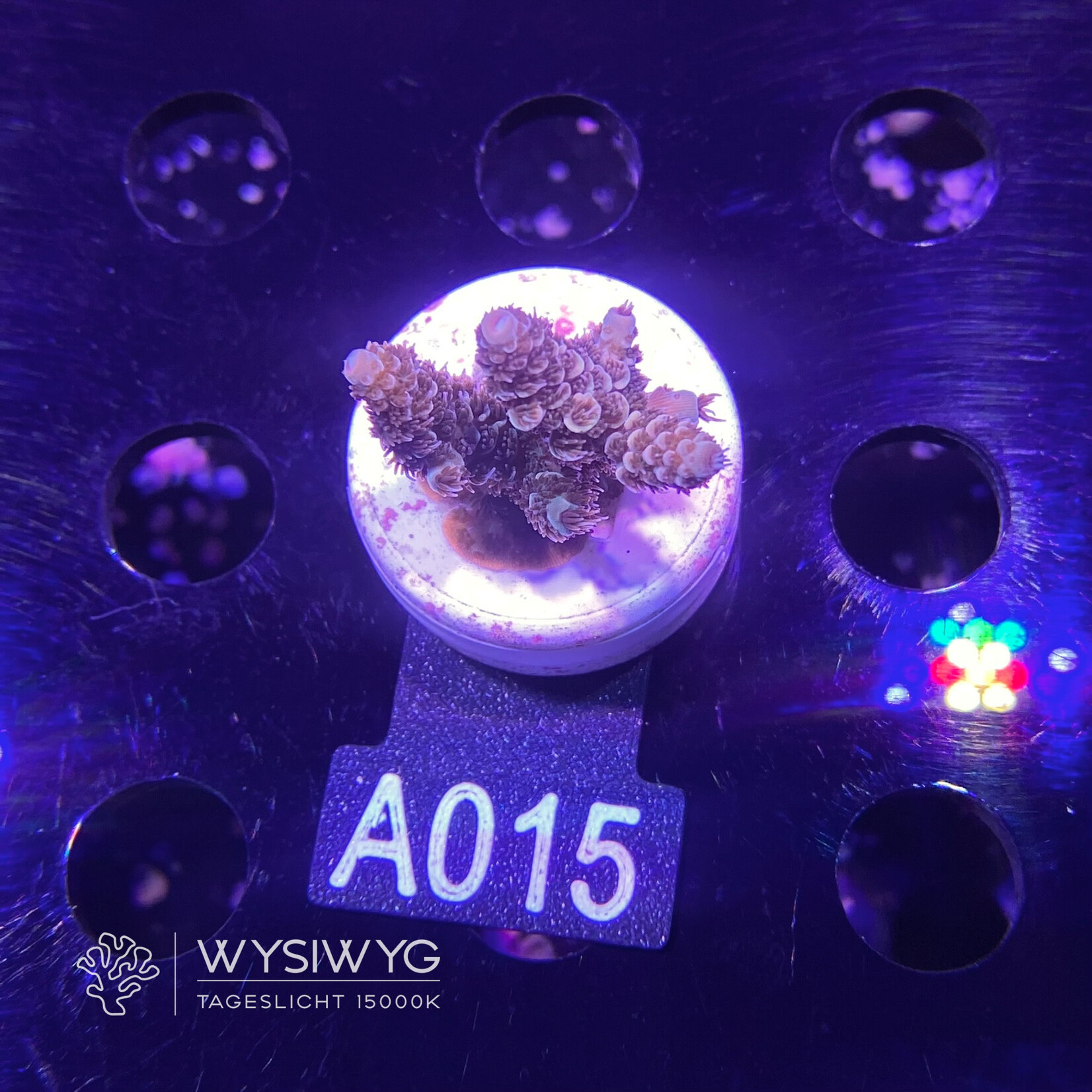 SciReef Acropora Millepora - Twin - Grade 2 - A015 (WYSIWYG)