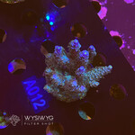 SciReef Acropora Kenti MAXX - Twin - Grade 2 - A012 (WYSIWYG)