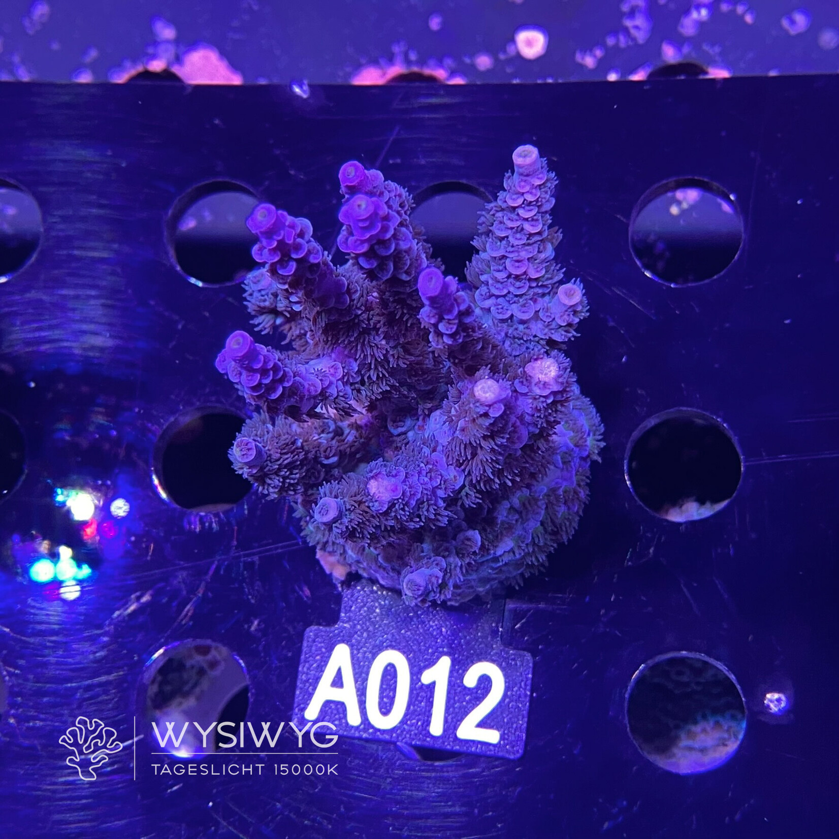 SciReef Acropora Kenti MAXX - Twin - Grade 2 - A012 (WYSIWYG)
