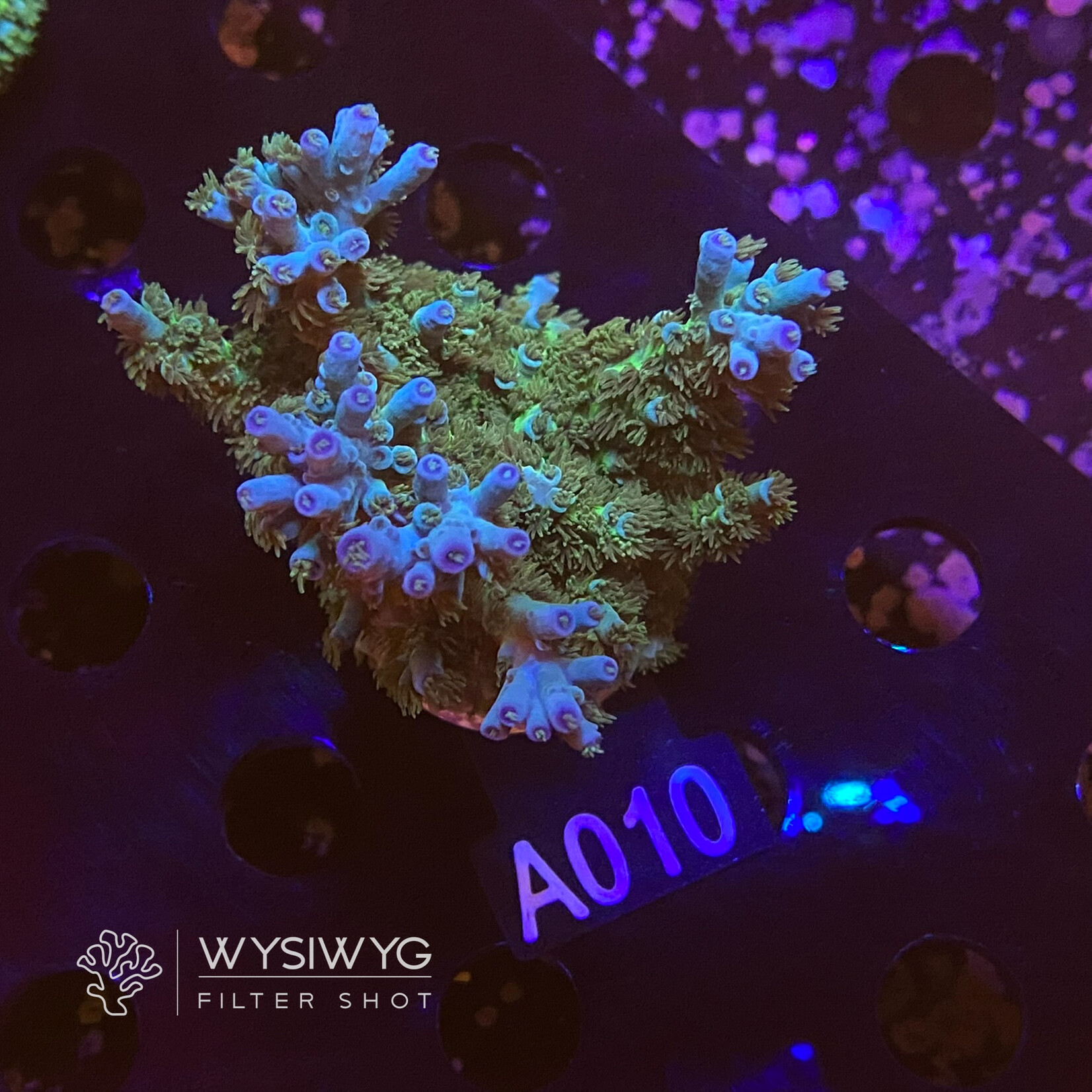 SciReef Acropora Kenti MAXX - Twin - Grade 1 - A010 (WYSIWYG)