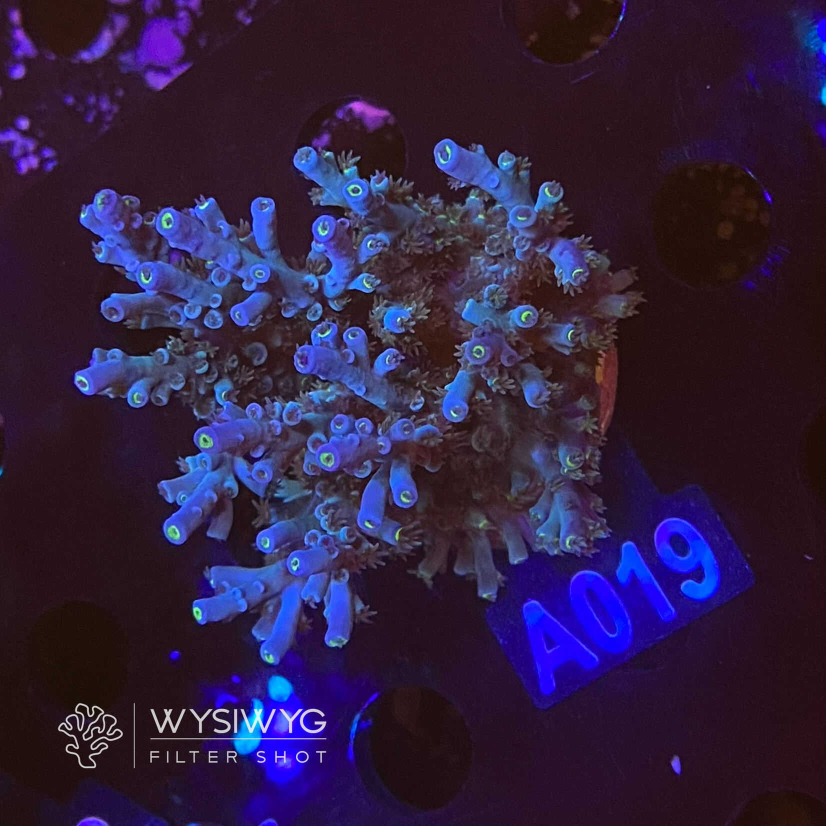 SciReef Acropora Kenti MAXX - Twin - Grade 1 - A019 (WYSIWYG)
