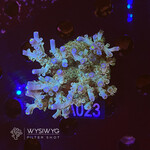 SciReef Acropora Kenti MAXX - Twin - Grade 1 - A023 (WYSIWYG)