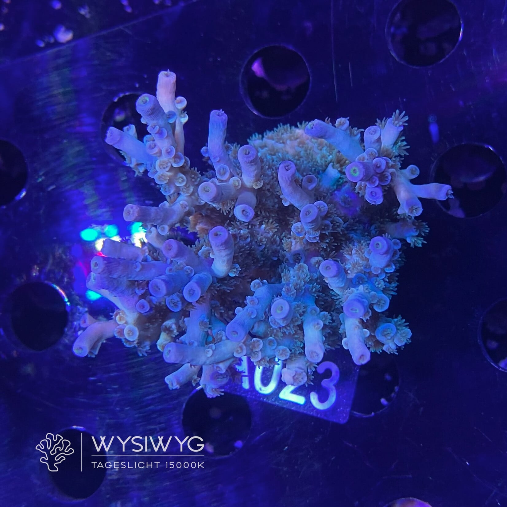 SciReef Acropora Kenti MAXX - Twin - Grade 1 - A023 (WYSIWYG)