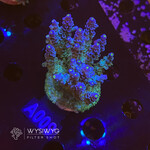 SciReef Acropora Kenti MAXX - Twin - Grade 2 - A009 (WYSIWYG)
