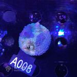 SciReef Acropora Kenti - CHimera Twin - Grade 2 - A008 (WYSIWYG)