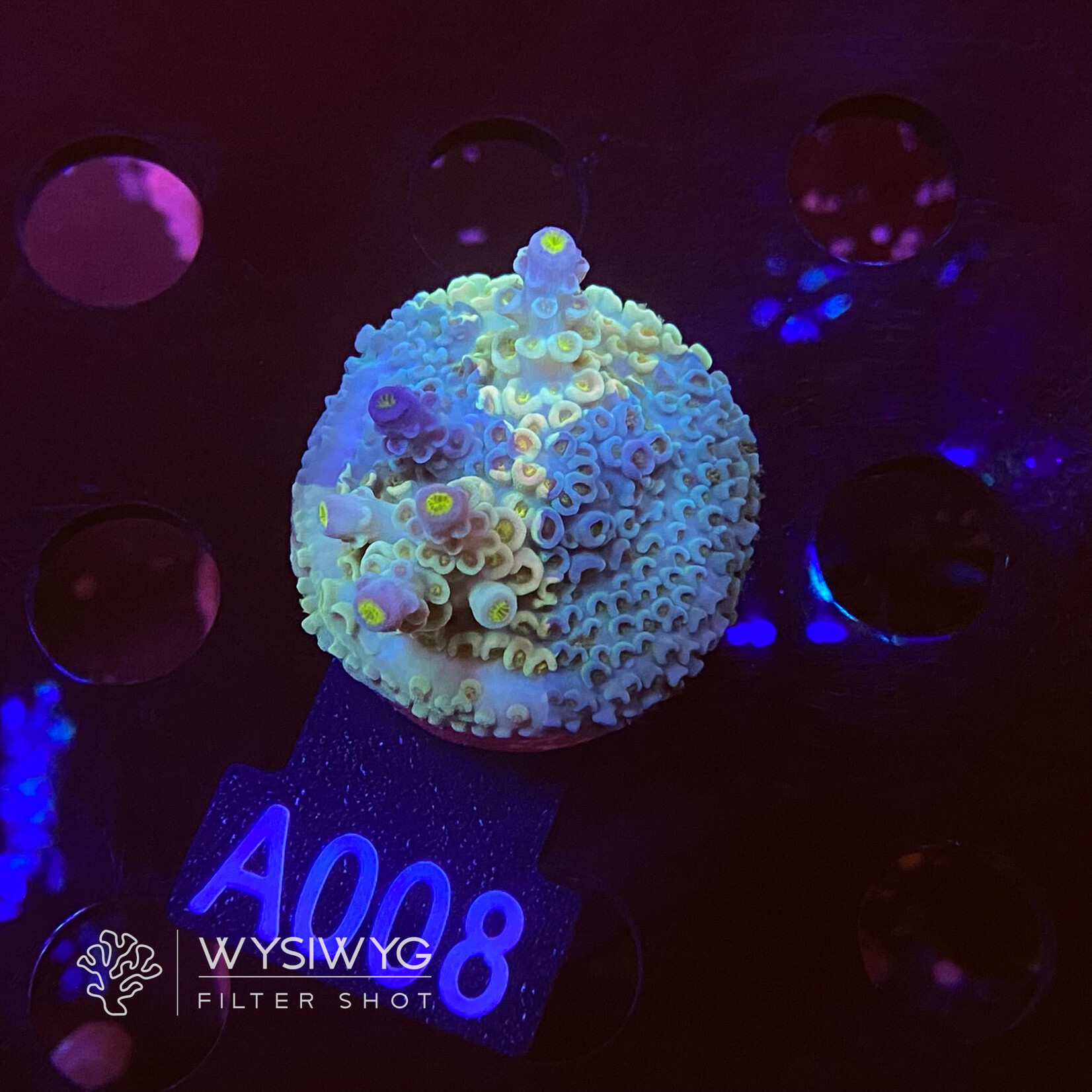 SciReef Acropora Kenti - CHimera Twin - Grade 2 - A008 (WYSIWYG)