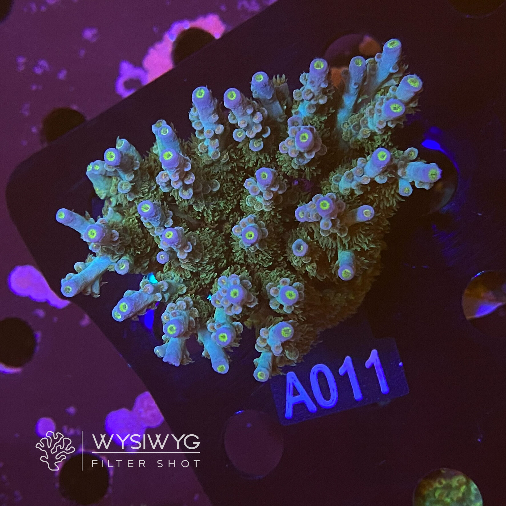 SciReef Acropora Kenti - Unique - Grade 1 - A011 (WYSIWYG)