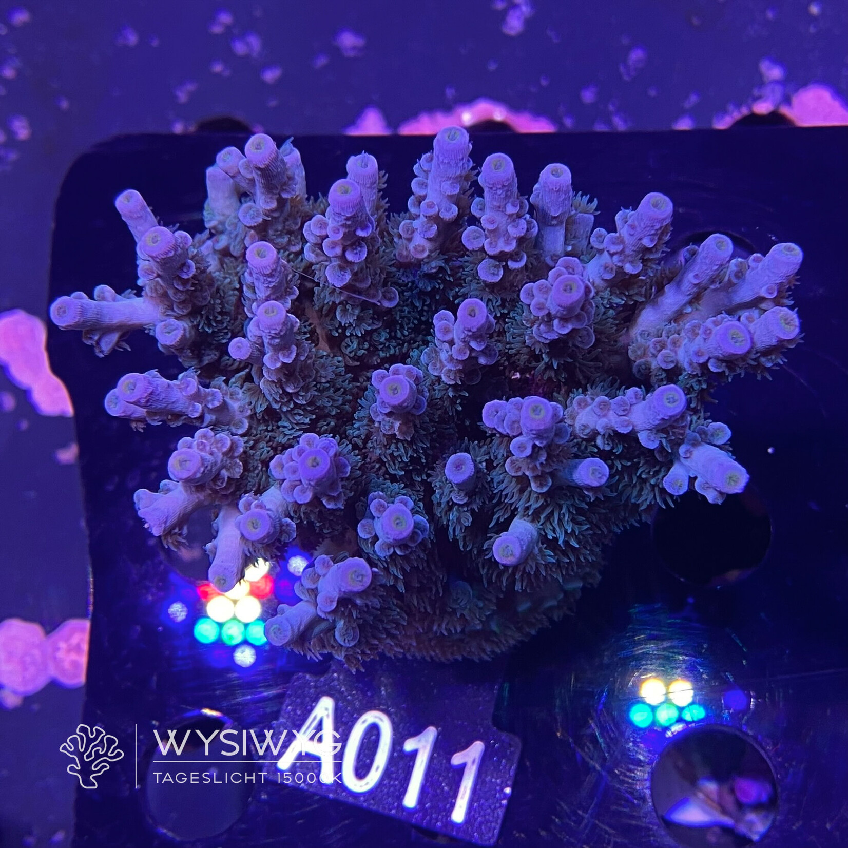 SciReef Acropora Kenti - Unique - Grade 1 - A011 (WYSIWYG)