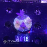 SciReef Acropora Kenti - CHimera Twin - Grade 2 - A016 (WYSIWYG)